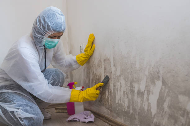Professional Mold Remediation in Englewood, FL