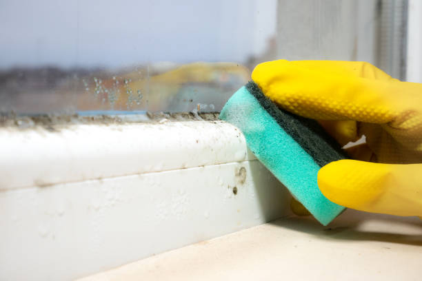 Best White Mold Remediation in Englewood, FL