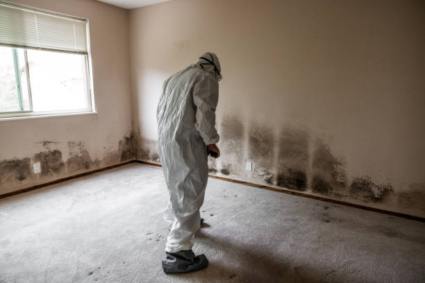 Best Post-Flood Mold Remediation in Englewood, FL